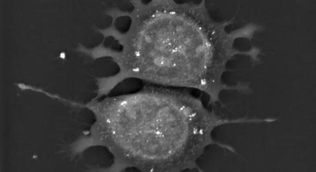 Swiss Startup - Nanolive Team Image